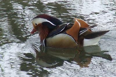 Прикрепленное изображение: su3.jpg